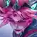 Vayne